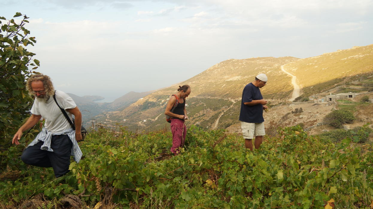 sti-periohi-karona-pano-apo-ta-ahla-gia-dopies-poikilies-ampeliou-10-sept-2016-vanglouk-androsfilm-a-1